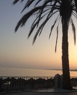 Silhouette of palm trees at sunset