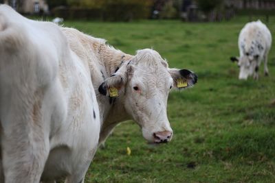 Close-up of cow on field