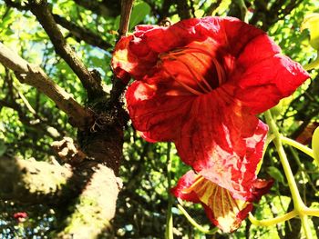 Close-up of red flowering plant