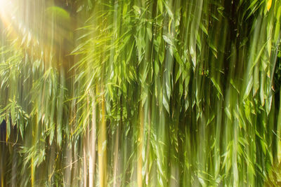 Close-up of stalks in field