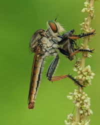 Close-up of dragonfly on flower