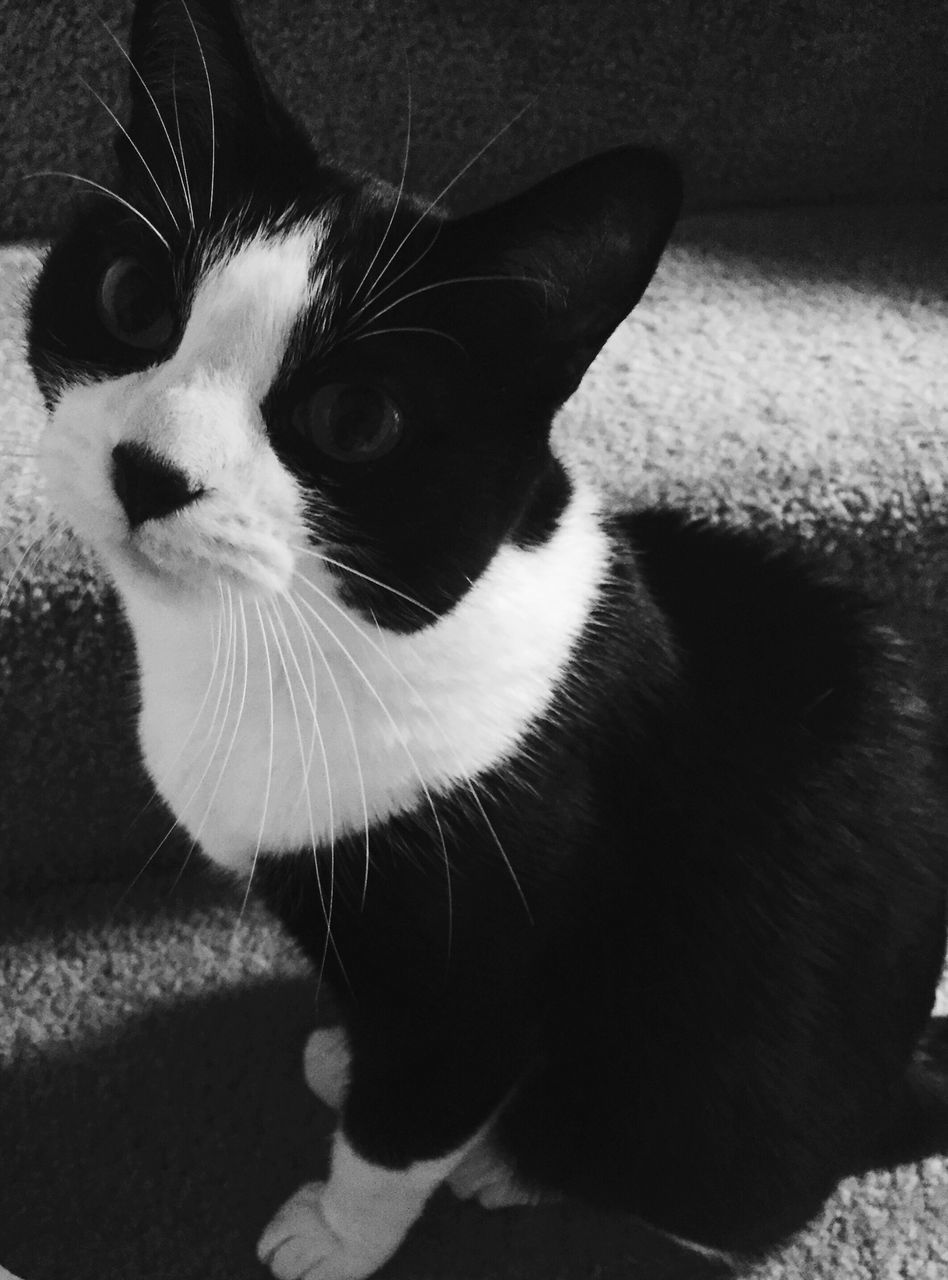 domestic cat, pets, cat, domestic animals, one animal, animal themes, feline, mammal, whisker, indoors, looking at camera, portrait, close-up, relaxation, high angle view, animal head, staring, home interior, white color