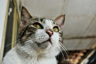 Close-up portrait of cat