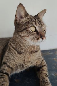 Close-up portrait of a cat looking away