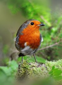 Close-up of bird perching on plant