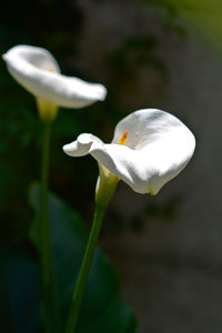 Close-up of white flower