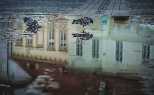 Reflection of building in water