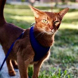 Close-up portrait of a cat