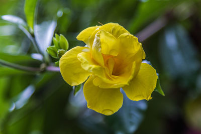 Close-up of yellow flower blooming outdoors