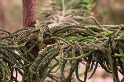 Close-up of tree branch