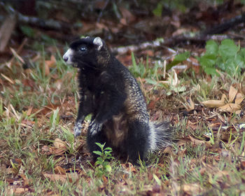 Close-up of meerkat sitting on field