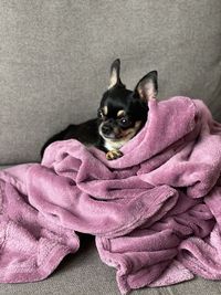 Portrait of dog relaxing on sofa