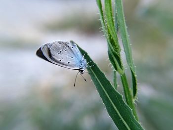 Close-up of butterfly on plant