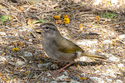 High angle view of bird perching on ground