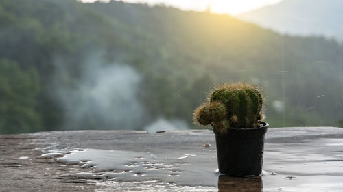 Close-up of plants against blurred background