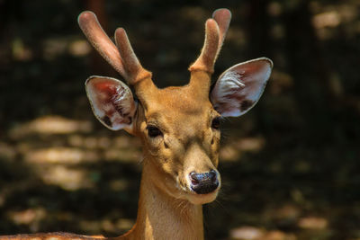 Portrait of deer