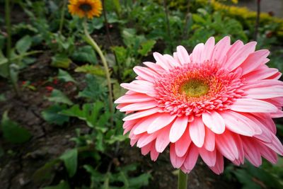 Close-up of pink daisy flower