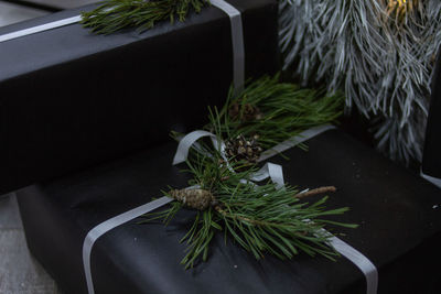 High angle view of plant on table