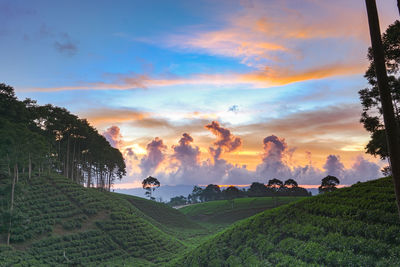 Scenic view of agricultural field against sky during sunset