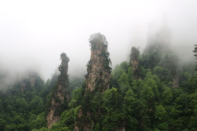 Trees in foggy weather