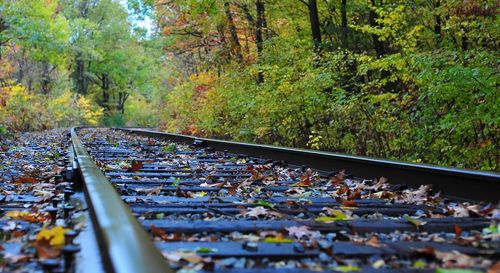 Railroad tracks amidst trees during autumn