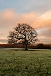 Bare tree on field against sky at sunset