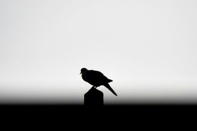 Silhouette of bird perching on a pole