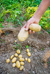 Cropped image of person holding fruit