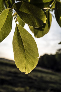 Close-up of green leaves against blurred background