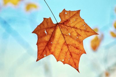 Low angle view of maple leaf against sky