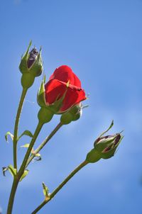 Close-up of rose plant against sky