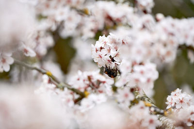 Close-up of cherry blossom