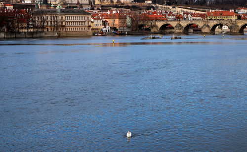 Birds flying over river in city