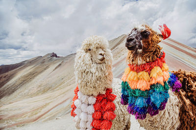 A view of two llamas of peru on the rainbow mountians