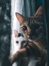 Close-up portrait of a cat