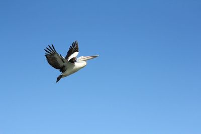 bird