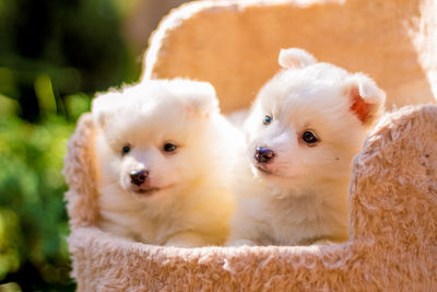 Close-up of puppies on scratching post