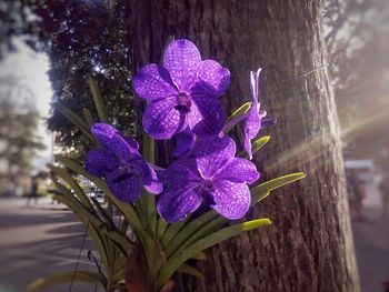 Close-up of purple flowers