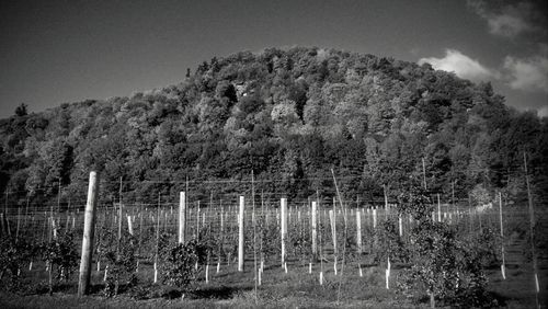 Trees on landscape against sky