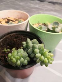 High angle view of potted plant in bowl on table