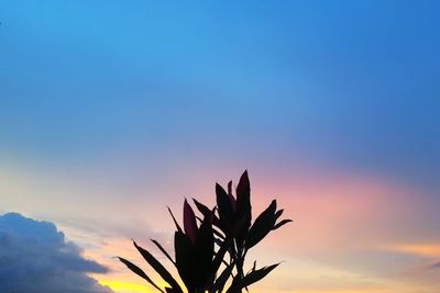 Low angle view of silhouette plant against romantic sky