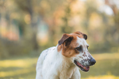 Close-up of a dog looking away