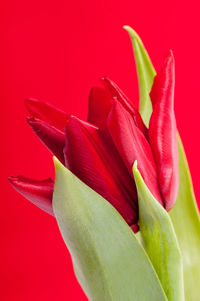 Close-up of flower over red background