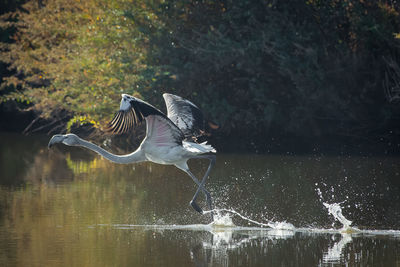 Bird flying over lake