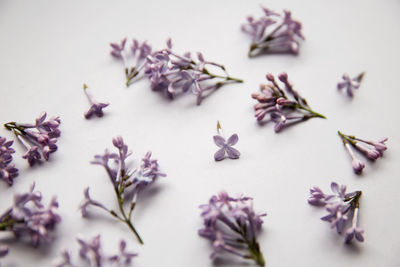 High angle view of purple flowers on table