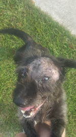 Portrait of dog on field