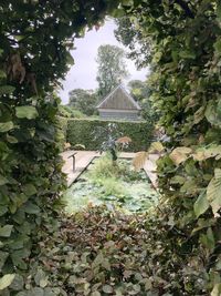 View of trees in garden