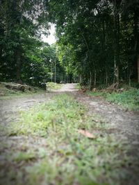 Road amidst trees in forest