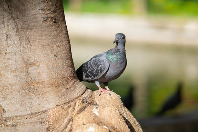 Close-up of pigeon perching on tree trunk