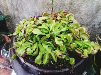 High angle view of succulent plant